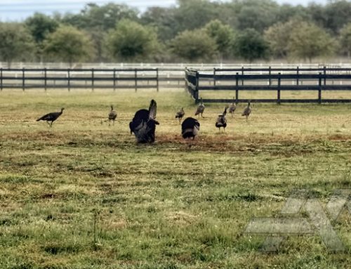 200300P02-Wild Turkeys-50