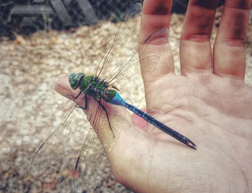 200900P01-Dragonfly On Hand-24